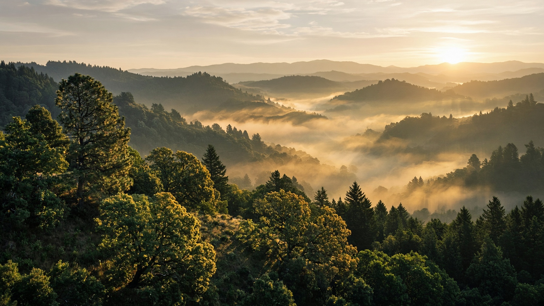 Golden morning light over forested hills